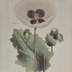 Outlet 🤩 Martha Stewart Herbal Botany Green Framed Linen Canvas 4 Piece Set ✔️ -Martha Stewart Sales unnamed file 2736