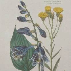 Best reviews of ⭐ Martha Stewart Florescent Botanical Framed Linen Canvas 2 Piece Set 😍 -Martha Stewart Sales unnamed file 4358