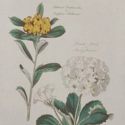 Best reviews of ⭐ Martha Stewart Florescent Botanical Framed Linen Canvas 2 Piece Set 😍 -Martha Stewart Sales unnamed file 4359